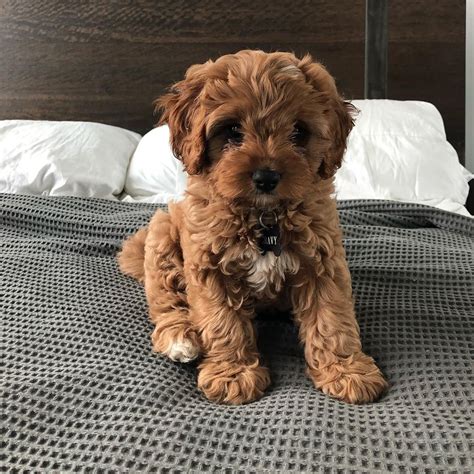 Cavapoo Puppies Breeders に対する画像結果