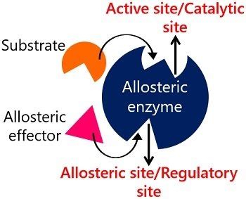 Image result for Simple Sequential Model of Allosteric Enzyme