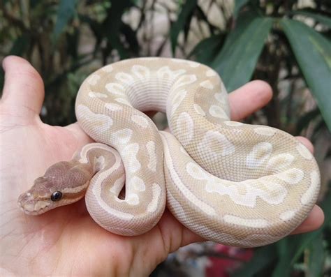 Toradh íomhá ar Mojave Crystal Ball Python