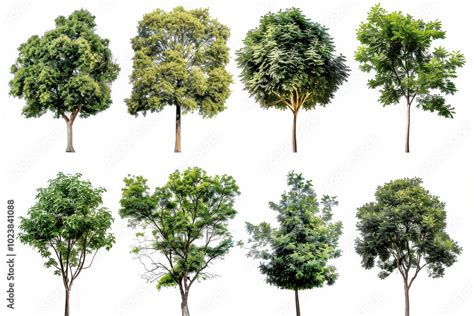 Image result for Tree Only Shape