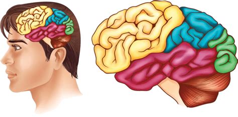 תוצאת תמונה עבור Encoding Memory Clip Art