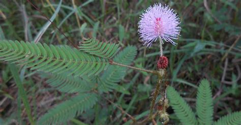 Image result for The Touch Me Not Plant in the Bahamas