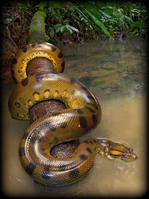 Anaconda in Amazon River ಗಾಗಿ ಇಮೇಜ್ ಫಲಿತಾಂಶ