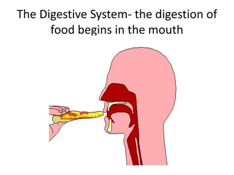 Image result for Watching Food in Mouth Digestive System