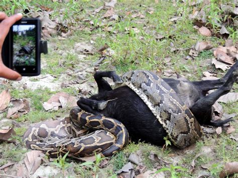 Image result for Python Goat