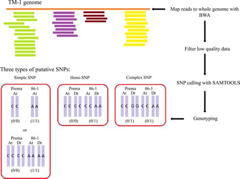 Image result for Simple Genetic Map