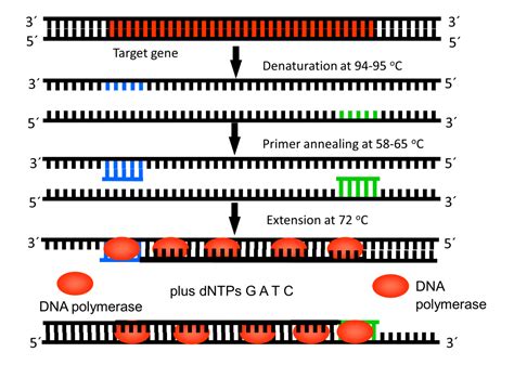 Image result for What Is PCR