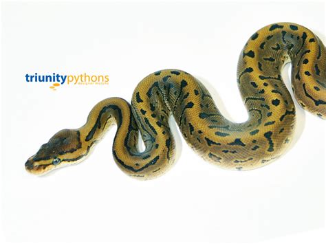 Image result for Leopard Pinstripe Ball Python