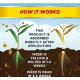 Toradh íomhá ar Kills Nutsedge