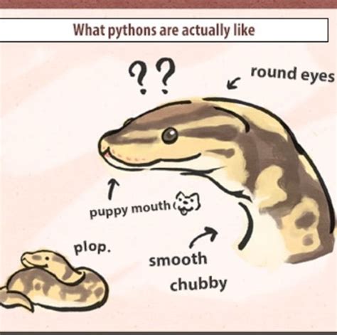 Image result for Python with a Full Stomach Meme