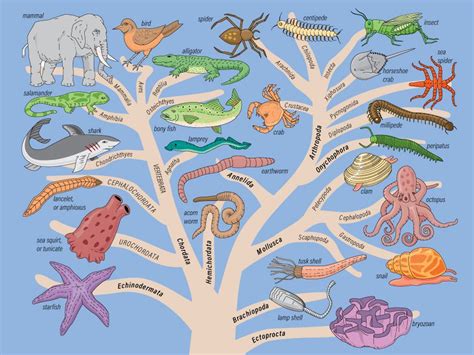 Image result for Biological Evolution Tree