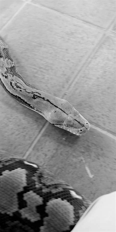 Image result for Reticulated Python Meme