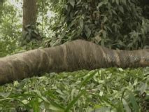 Python Demon Serpent に対する画像結果