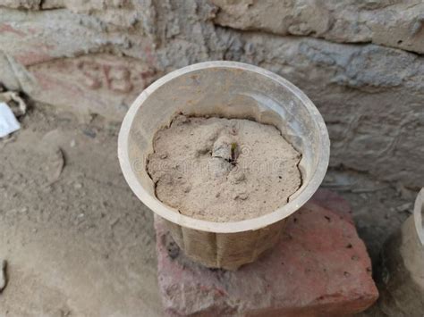 Afbeeldingsresultaten voor Planting Design of Java Plum