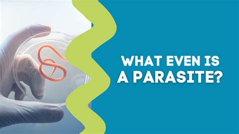 Image result for What Is a Parasite