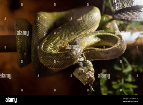 Afbeeldingsresultaten voor Python in Rainforest