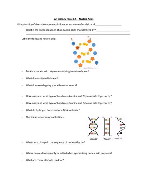 Image result for Nucleic Acids Worksheet Answer Key