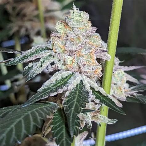 Permanentmarker Autoflower എന്നതിനുള്ള ഇമേജ് ഫലം