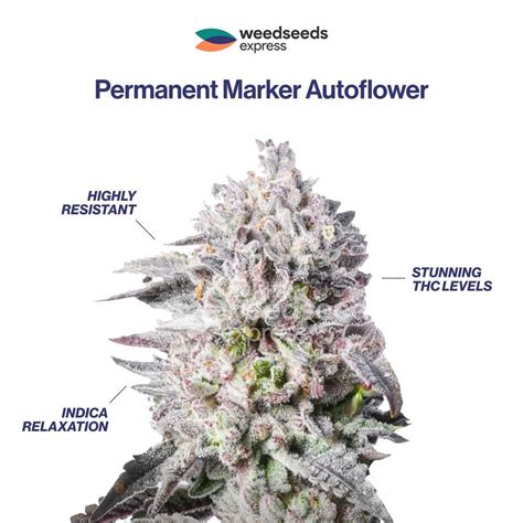 Permanentmarker Autoflower എന്നതിനുള്ള ഇമേജ് ഫലം