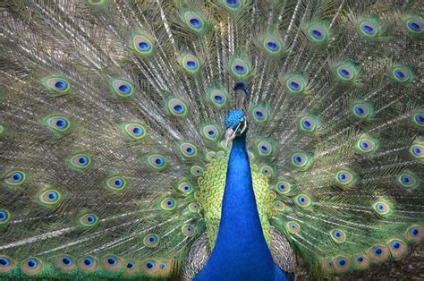 Image result for Peacock Stick Drawing