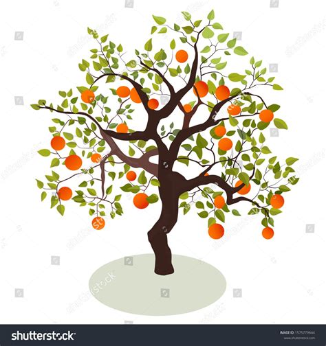 Toradh íomhá ar Persimmon Tree in Seattle