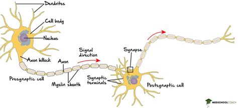 Image result for NCERT Class 12 Neuron Structure