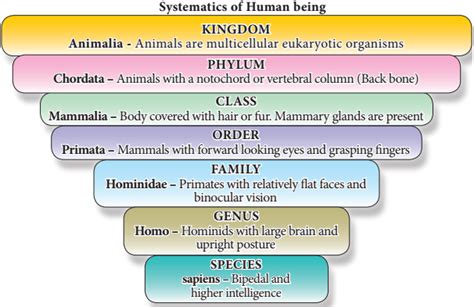 Image result for Taxonomy Chart Examples