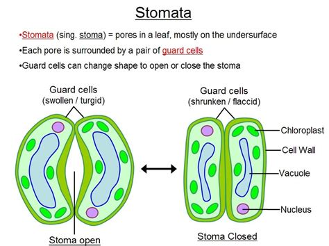 Image result for Stomatal Function