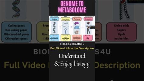 Image result for Genome vs Transcriptome