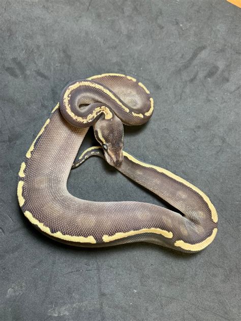 Ball Python Constrictor に対する画像結果