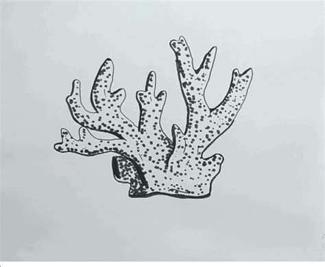Image result for Coral Drawing Tutorial