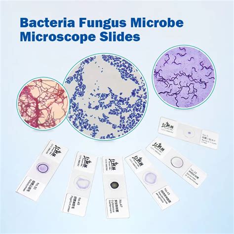 Bacteria Microscope Slides に対する画像結果