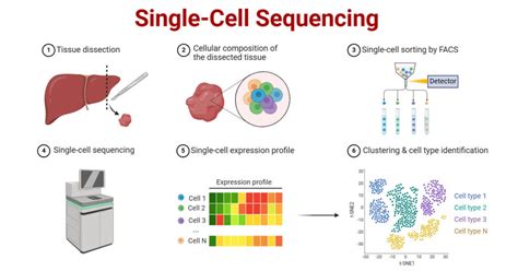Image result for Single Cell Genome Sequencing Workflow
