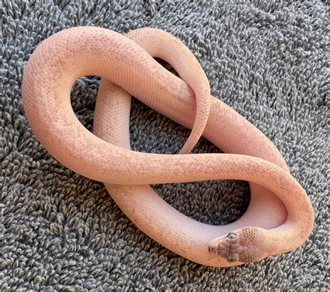 Image result for Adult Children Python