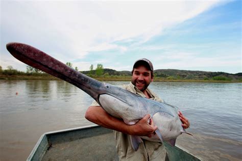 Image result for Fish in Danger of Extinction