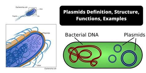 Afbeeldingsresultaten voor Structure and Function Biology Examples