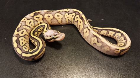 Toradh íomhá ar Super Specter Ball Python