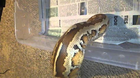 Image result for What Is a Matrix Blood Python