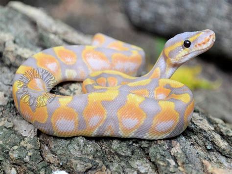 Afbeeldingsresultaten voor Cute Animated Ball Python Computer Backgrounds