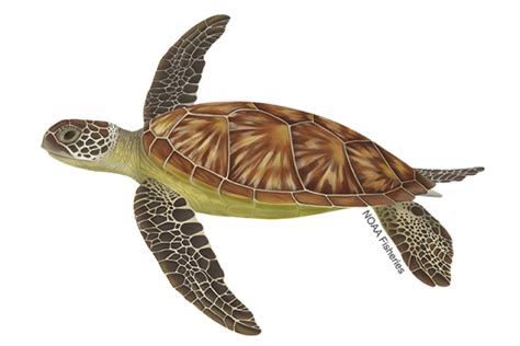 Green Turtle Shell Pattern に対する画像結果