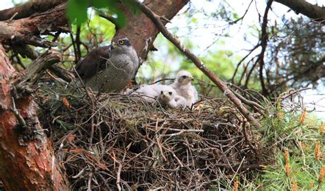 Image result for Red Goshawk Life Cycle Flow Chart