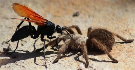 Tarantula Hawk Wasp に対する画像結果
