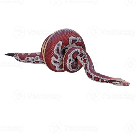 Blood Python Drawing に対する画像結果