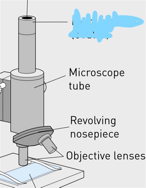 Image result for Compound Microscope Memorization