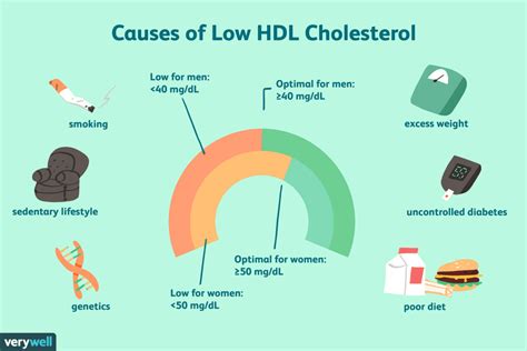 Low HDL Cholesterol: 7 Key Causes and What You Can Do