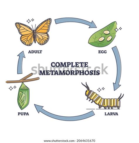 Image result for How to Make a Model of Complete Metamorphosis