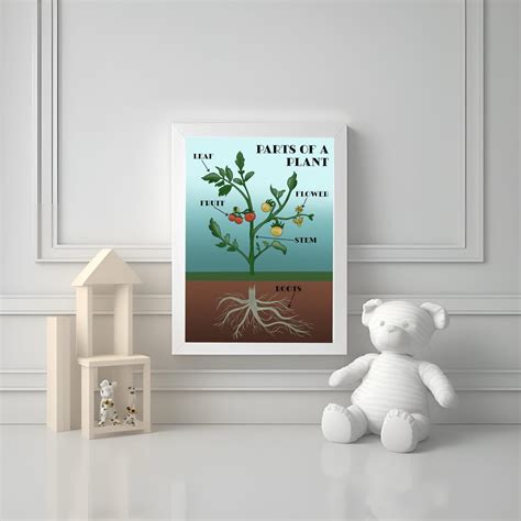 Image result for Simple Diagram of Plant