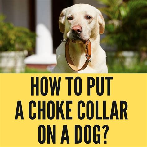 Using a Choke Collar に対する画像結果