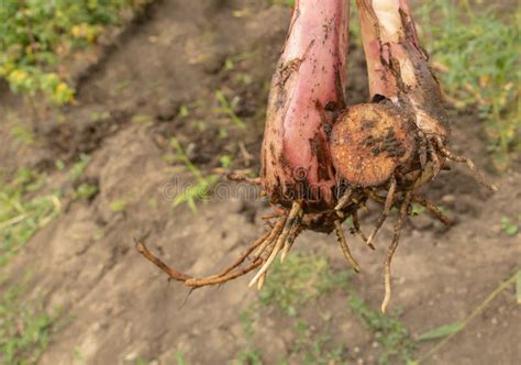 Image result for Banana Tree Root System