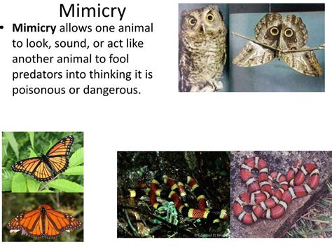 PPT - Genetic Variations PowerPoint Presentation, free download - ID ...